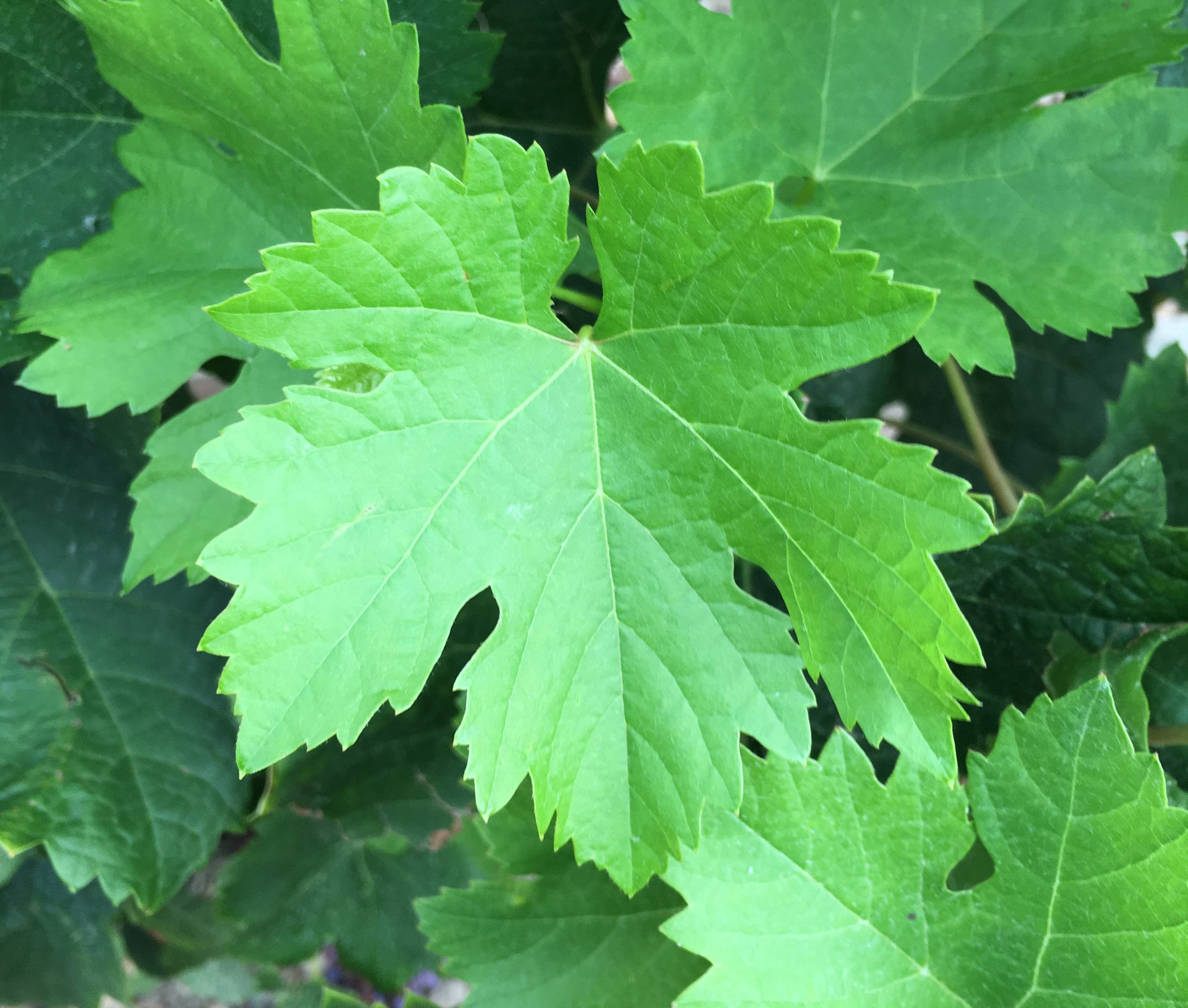 ブドウの葉 Grape Leaves Japaneseclass Jp