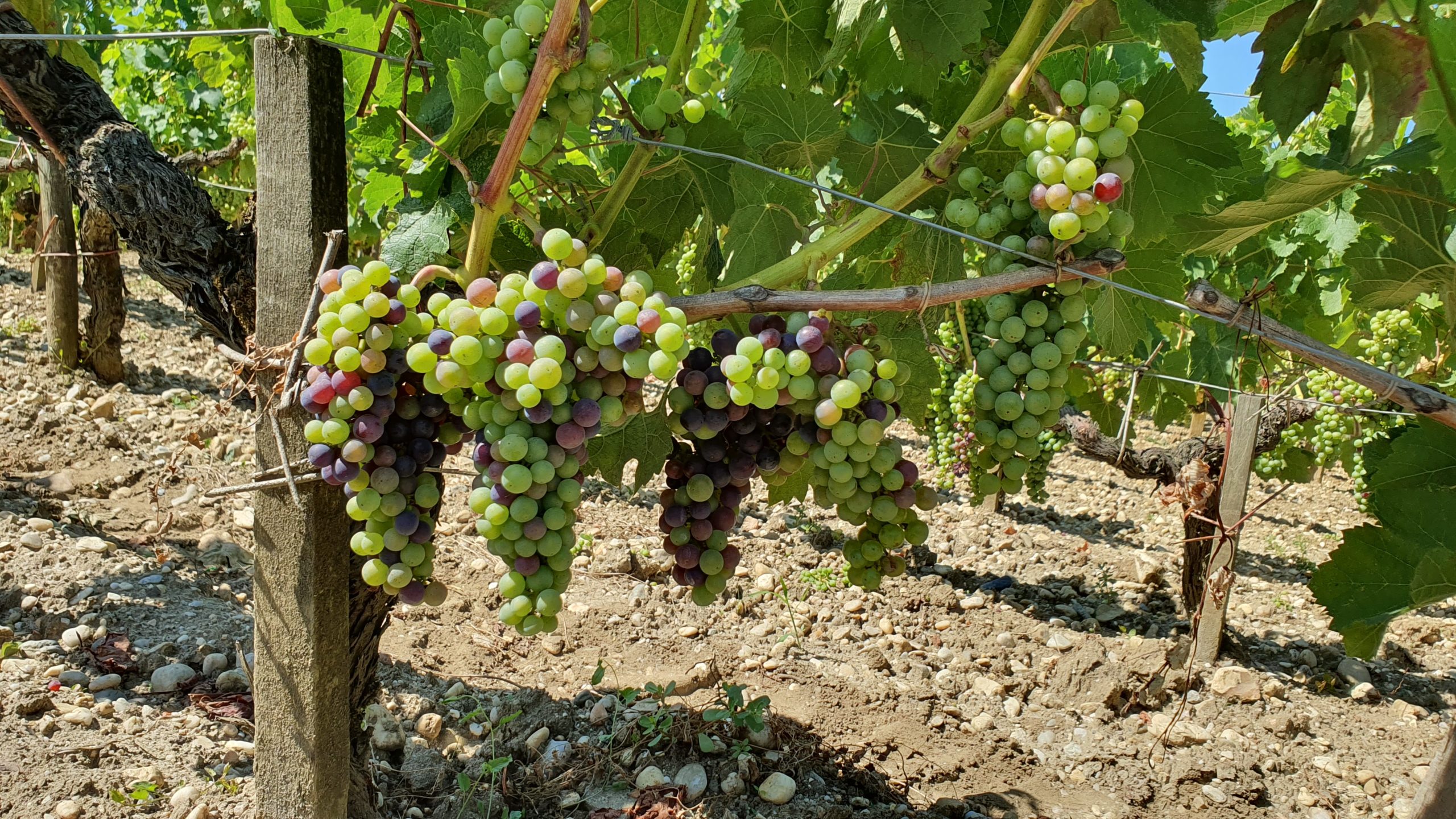 AOCボルドーで認められている品種（赤／白／ロゼ） | Sachi Wines